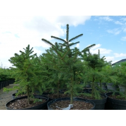 nasiona Świerk ajański Picea szt5 Fore64