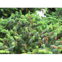 nasiona Świerk ajański Picea szt5 Fore64