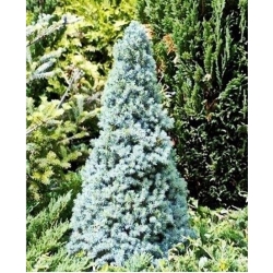 nasiona Świerk biały Picea szt5 Fore62
