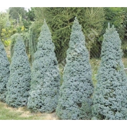 nasiona Świerk biały Picea szt5 Fore62