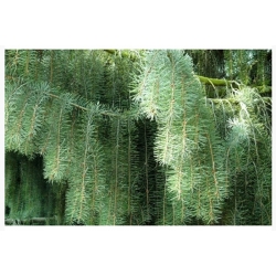 nasiona Świerk Brewera Picea szt5 Fore60