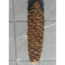 nasiona Świerk Brewera Picea szt5 Fore60