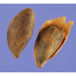 nasiona Świerk Brewera Picea szt5 Fore60