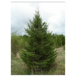 nasiona Świerk czarny Picea szt5 Fore67