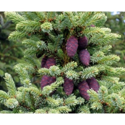 nasiona Świerk czarny Picea szt5 Fore67