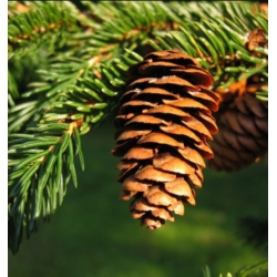 nasiona Świerk czarny Picea szt5 Fore67