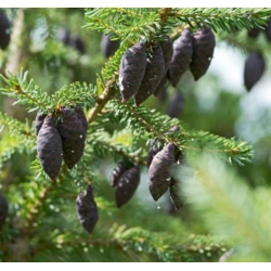 nasiona Świerk czarny Picea szt5 Fore67