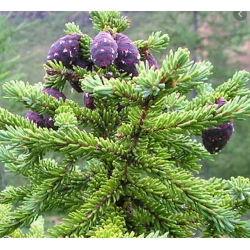 nasiona Świerk czarny Picea szt5 Fore67