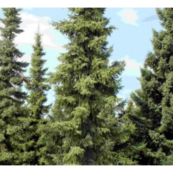 nasiona Świerk czarny Picea szt5 Fore67