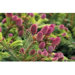 nasiona Świerk czerwony Picea szt5 Fore73