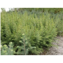 nasiona Świerk czerwony Picea szt5 Fore73