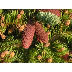 nasiona Świerk Engelmana Picea szt5 Fore61