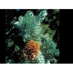 nasiona Świerk Engelmana Picea szt5 Fore61