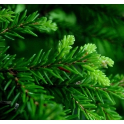 nasiona Świerk kaukaski Picea szt5 Fore70