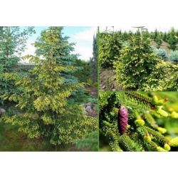 nasiona Świerk kaukaski Picea szt5 Fore70