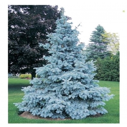 nasiona Świerk kłujący srebrny Picea szt5 Fore71