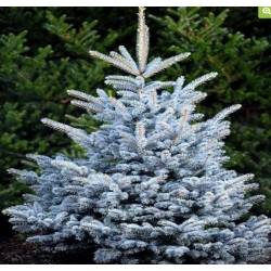 nasiona Świerk kłujący srebrny Picea szt5 Fore71