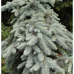 nasiona Świerk kłujący srebrny Picea szt5 Fore71