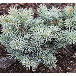 nasiona Świerk kłujący srebrny Picea szt5 Fore71