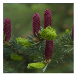 nasiona Świerk koreański Picea szt5 Fore65