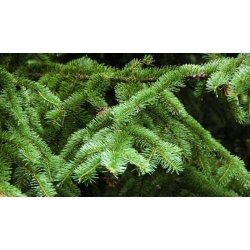 nasiona Świerk koreański Picea szt5 Fore65
