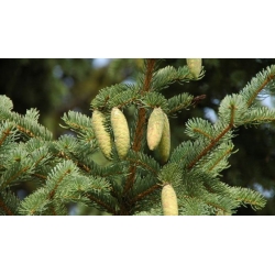 nasiona Świerk koreański Picea szt5 Fore65