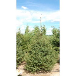 nasiona Świerk koreański Picea szt5 Fore65