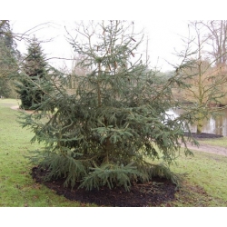 nasiona Świerk likangeński Picea szt5 Fore66