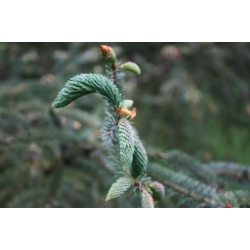 nasiona Świerk likangeński Picea szt5 Fore66