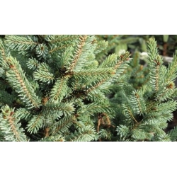 nasiona Świerk likangeński Picea szt5 Fore66