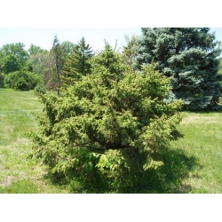 nasiona Świerk likangeński Picea szt5 Fore66