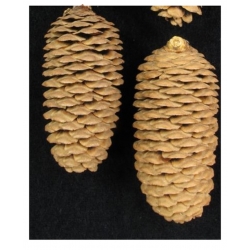 nasiona Świerk Meyera Picea szt5 Fore68