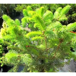 nasiona Świerk Meyera Picea szt5 Fore68