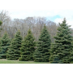 nasiona Świerk Meyera Picea szt5 Fore68