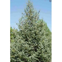 nasiona Świerk Meyera Picea szt5 Fore68