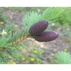 nasiona Świerk Meyera Picea szt5 Fore68