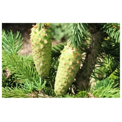 nasiona Świerk pospolity Picea szt5 Fore4