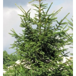 nasiona Świerk pospolity Picea szt5 Fore4