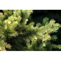 nasiona Świerk pospolity Picea szt5 Fore4