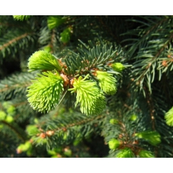 nasiona Świerk pospolity Picea szt5 Fore4