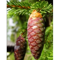 nasiona Świerk pospolity Picea szt5 Fore4