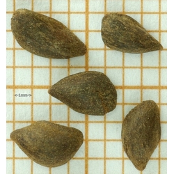 nasiona Świerk purpurowy Picea szt5 Fore72