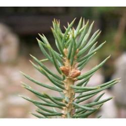 nasiona Świerk purpurowy Picea szt5 Fore72