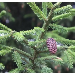 nasiona Świerk purpurowy Picea szt5 Fore72