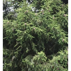 nasiona Świerk purpurowy Picea szt5 Fore72