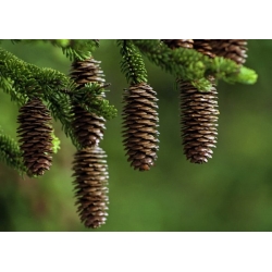 nasiona Świerk sachaiński Picea szt5 Fore63