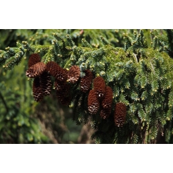 nasiona Świerk sachaiński Picea szt5 Fore63