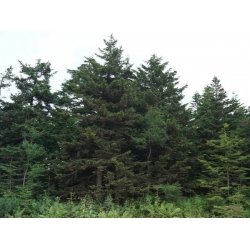 nasiona Świerk sachaiński Picea szt5 Fore63