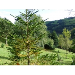 nasiona Świerk sachaiński Picea szt5 Fore63