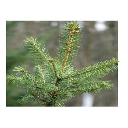 nasiona Świerk Schrenka Picea szt5 Fore74